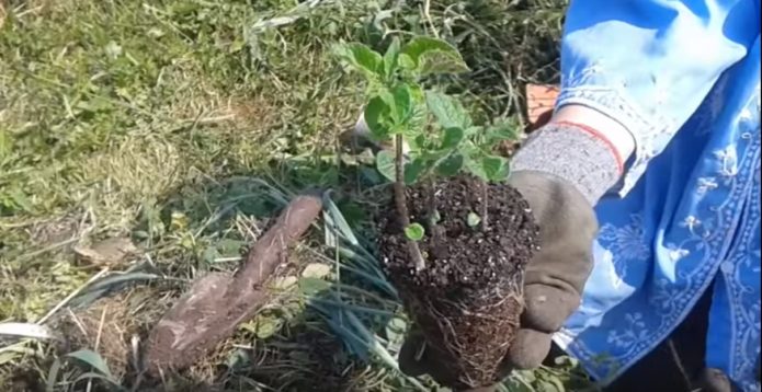 Seedling potatoes before planting