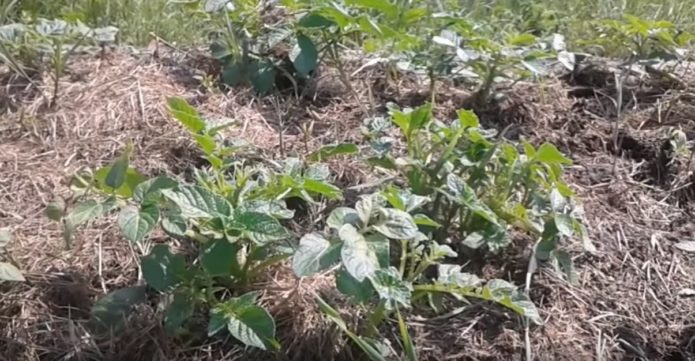 Seedlings under mulch