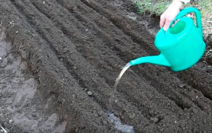 Watering the beds