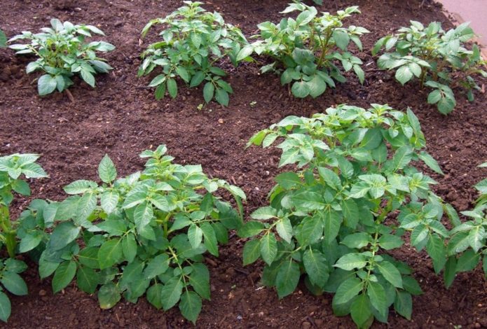 Potato bed