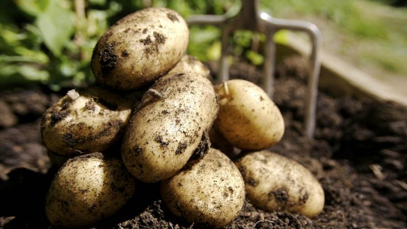 Seed potatoes: how to grow a super-elite crop