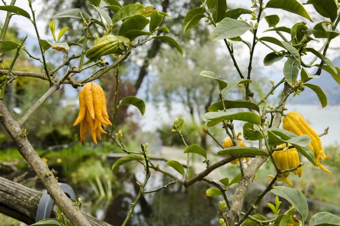 Finger citron on a branch