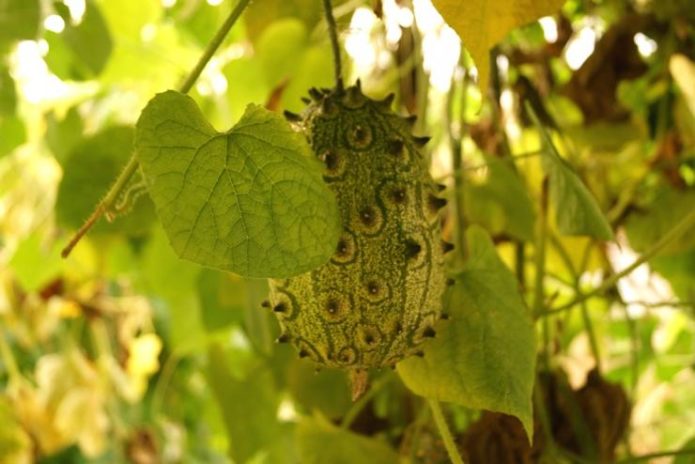 Kiwano on a branch