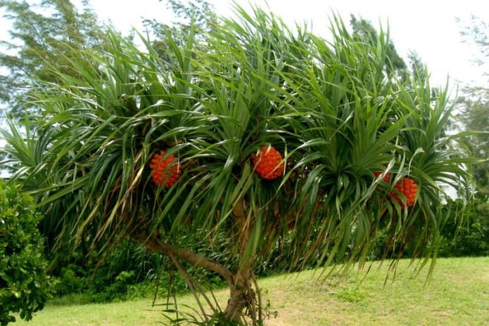 Pandanas on the tree