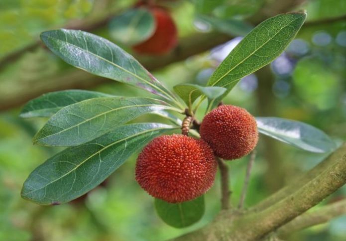 Chinese strawberries on a branch