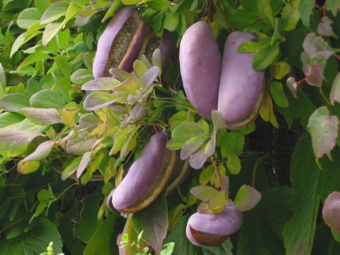 Akebia on a tree