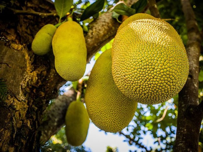 Marang on a tree