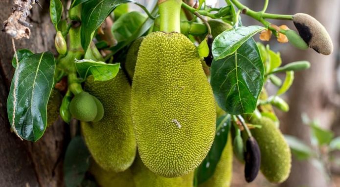 Jackfruit in nature