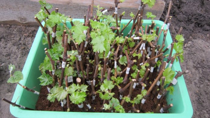 Hardening of grape cuttings