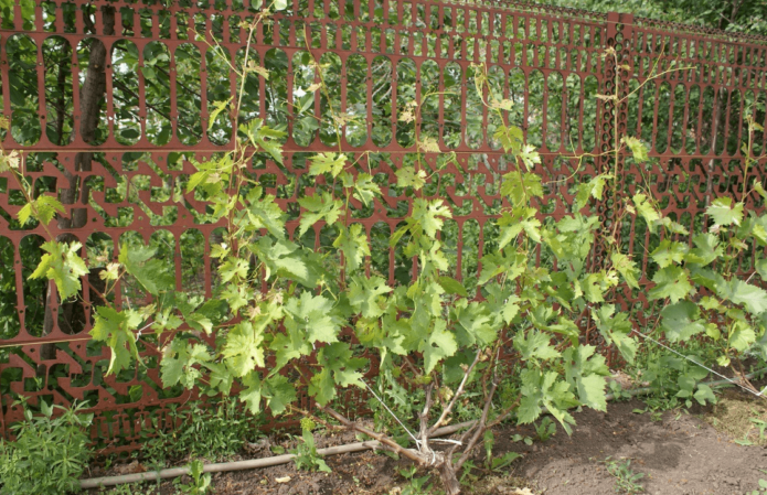 Grapes in Siberia