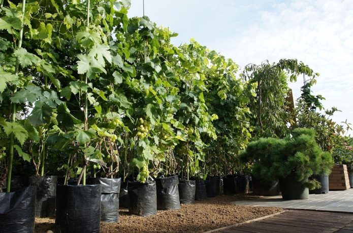 Grape seedlings in the nursery