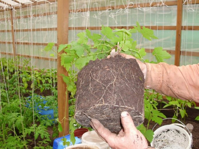 Grape seedling removed from the pot