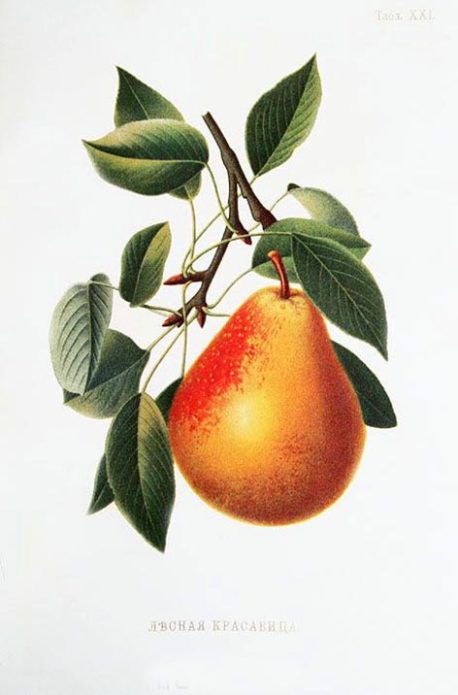 Page in the Atlas dedicated to the Forest Beauty pear