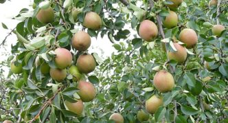 Early Dubovskaya pear