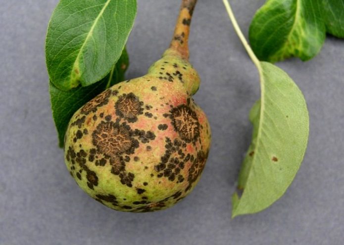 Scab on a pear