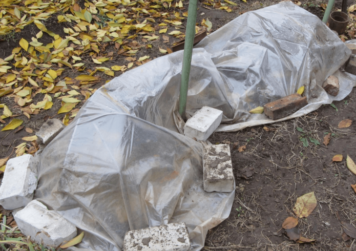 Covering grapes with foil