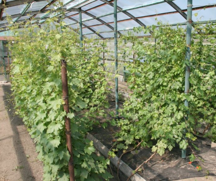 Greenhouse for grapes