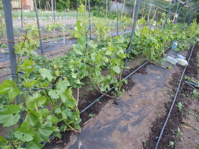 Grapes on a trellis