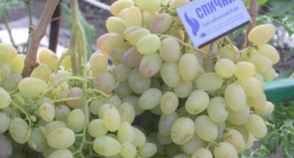 Grape variety Krasa Severa