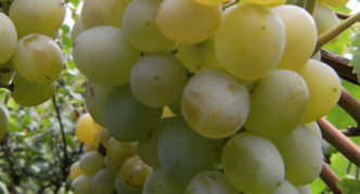 Tukay grape variety