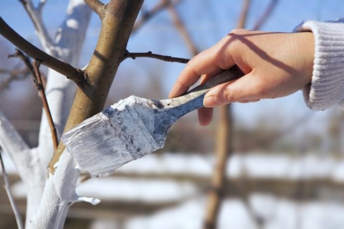 Whitewashing pear trunk