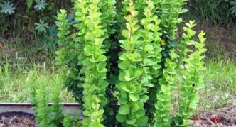 Barberry Thunberg Erecta