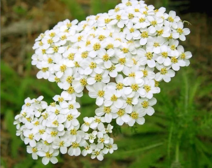 Yarrow: useful properties, contraindications, prescriptions for medicines