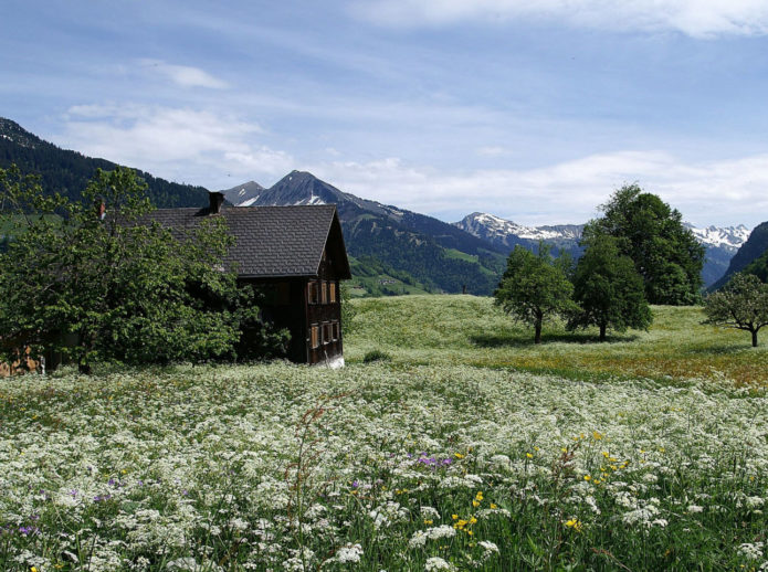 Thousand in a meadow