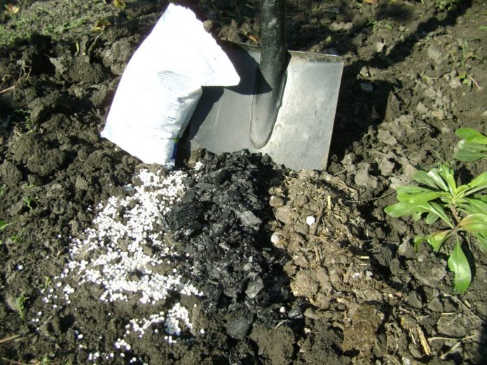 Preparing the soil for planting