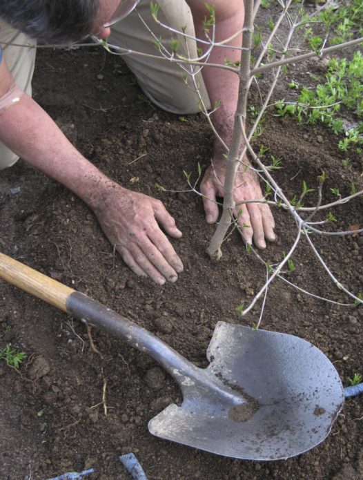 Compaction of the soil around the apple tree seedling