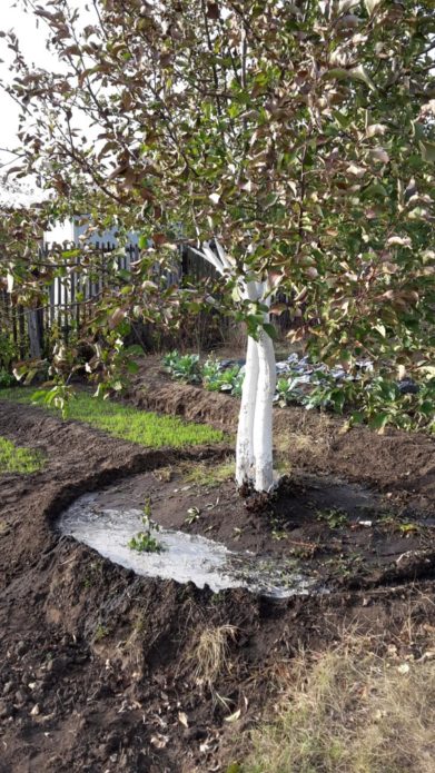 Watering the apple tree