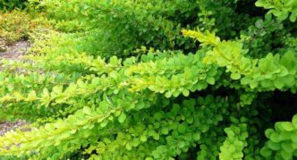 Barberry Thunberg Green Carpet