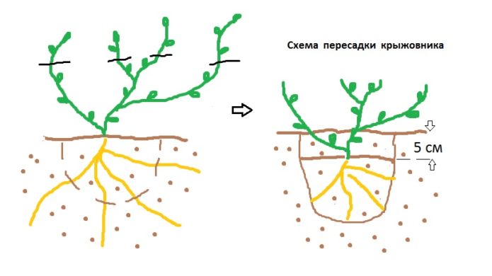 Gooseberry bush transplant scheme