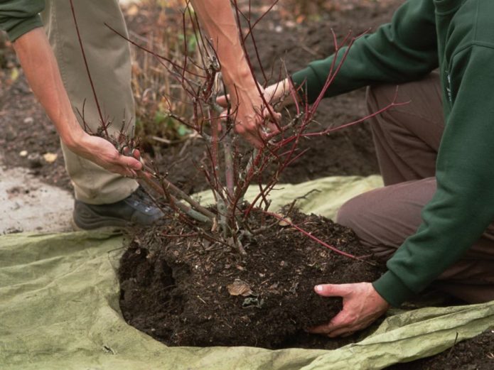 Carrying a bush with a clod of earth to a new place