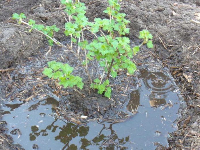 Watering gooseberries