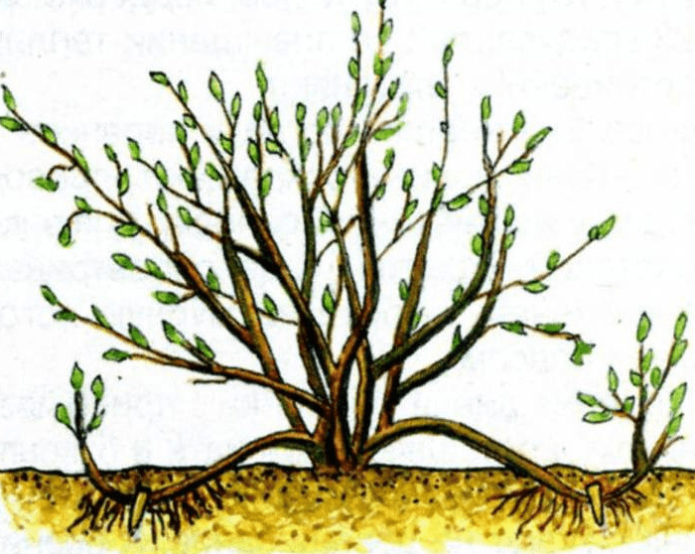 Breeding scheme for gooseberry arcuate processes