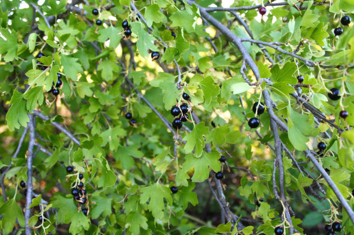 Wild currant