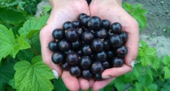 Blackcurrant variety Ojebin