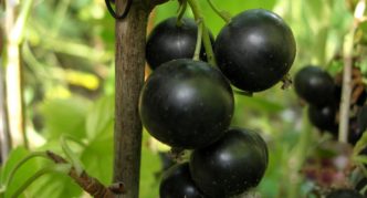 Kipiana black currant variety