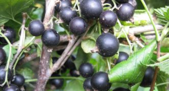 Blackcurrant variety Openwork