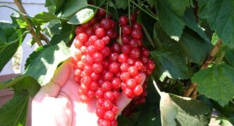 Red currant varieties Cascade