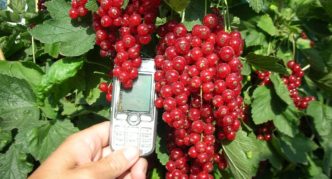 Valentinovka red currant