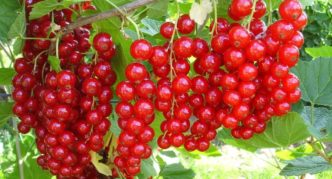 Red currant varieties Jonker Van Tets