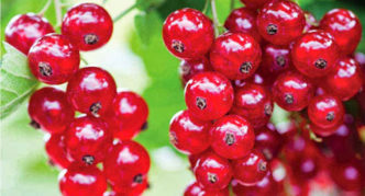 Dragon's eye red currant