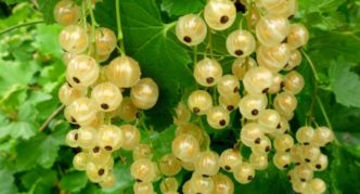 White currant variety White Fairy