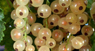 White currant variety Versailles white