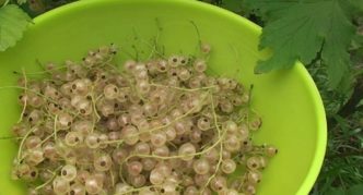 White currant variety Snezhana