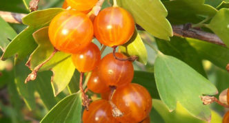 Sort of golden currant Siberian sun