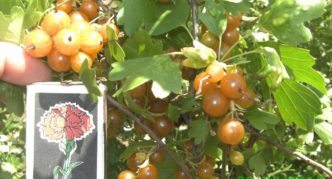 Laysan golden currant variety