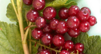 Viksne burgundy currant variety